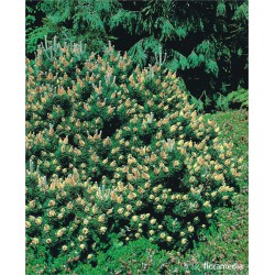Pinus mugo 'Laurin'