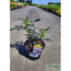 Sambucus nigra BLACK LACE 'Eva' PBR