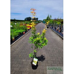 Acer shirasawanum 'Jordan' PBR