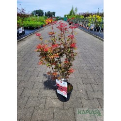 Acer palmatum 'Shaina'