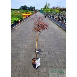 Acer palmatum 'Firecracker' PBR