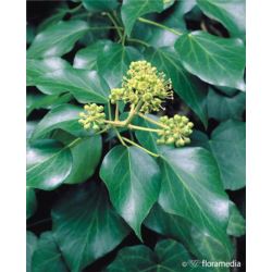 Hedera helix Arborescent Group