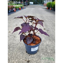Hibiscus SUMMERIFIC HOLY GRAIL 'Holy Grail'