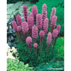 Liatris spicata 'Kobold'