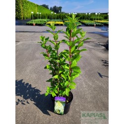 Hydrangea paniculata DIAMANTINO 'Ren101'