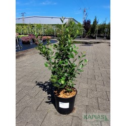 Cotoneaster lucidus