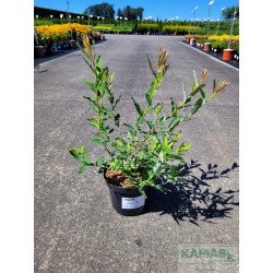 Salix integra 'Hakuro-nishiki'