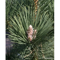 Pinus nigra 'Oregon Green'