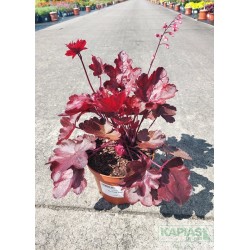 Heuchera 'Fire Chief' PBR