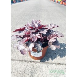 Heuchera 'Milan' PBR