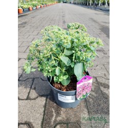 Sedum telephium SEDUCTION ROSE CHARM 'Florserogl'