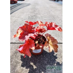 Heuchera 'Paprika' PBR