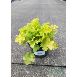 Heuchera 'Lime Marmalade'