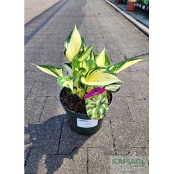 Hosta 'Pathfinder'