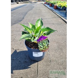 Hosta 'Sting'