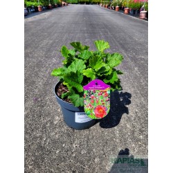 Geum rivale 'Flames of Passion' PBR