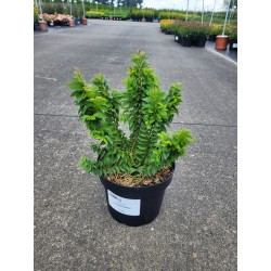 Ulmus minor 'Jacqueline Hillier'
