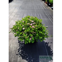 Spiraea japonica 'Little Princess'