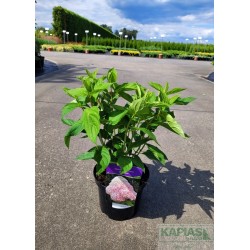 Hydrangea paniculata 'Phantom'