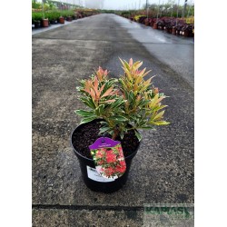 Pieris 'Flaming Silver'