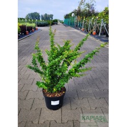 Berberis thunbergii