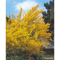 Forsythia intermedia x 'Lynwood'