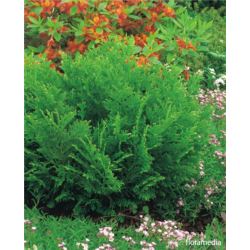Thujopsis dolabrata 'Nana'