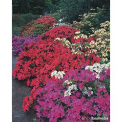 Azalea japonica 'Hot Shot Variegata'