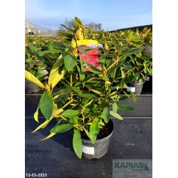 Rhododendron 'Taragona'