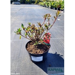 Azalea japonica 'Hot Shot Variegata'