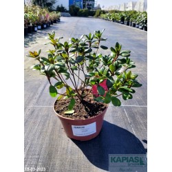 Azalea japonica 'Tornella'