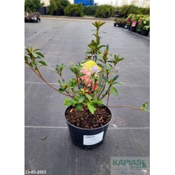 Azalea japonica 'Cherie'