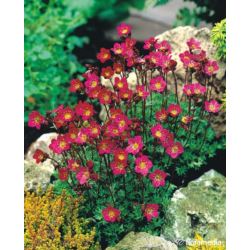 Saxifraga 'Peter Pan'