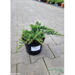 Juniperus horizontalis 'Hughes'