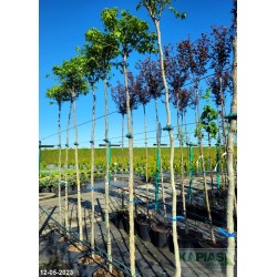 Liquidambar styraciflua 'Gum Ball'