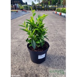 Prunus laurocerasus GENOLIA 'Mariblon' PBR