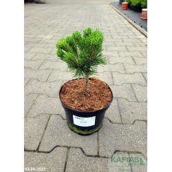 Pinus mugo 'Mini Mops'