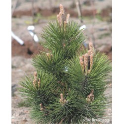 Pinus thunbergii 'Thunderhead'