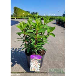 Hydrangea paniculata CANDLELIGHT 'Hpopr013' PBR