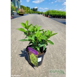 Hydrangea paniculata MOJITO 'GRHP10' PBR