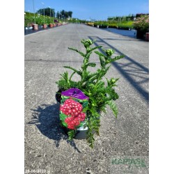 Achillea millefolium 'Red Velvet'
