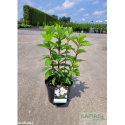 Hydrangea paniculata MAGICAL MONT BLANC 'Kolmamon'