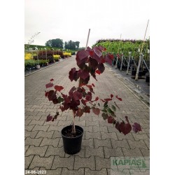 Cercis canadensis 'Forest Pansy'