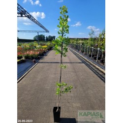 Ginkgo biloba 'Blagon'