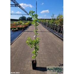 Ginkgo biloba 'Ross Moore'