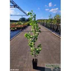 Ginkgo biloba 'Princeton Gold'