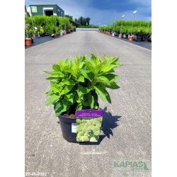 Hydrangea paniculata LITTLE SPOOKY 'GRHP08' PBR