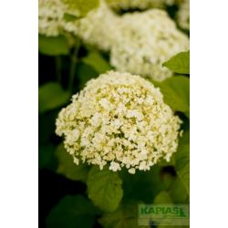 Hydrangea arborescens 'Annabelle'