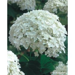 Hydrangea arborescens 'Annabelle'