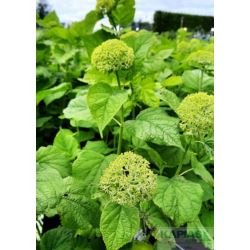 Hydrangea arborescens 'Annabelle'